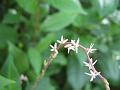 Guinea Henweed